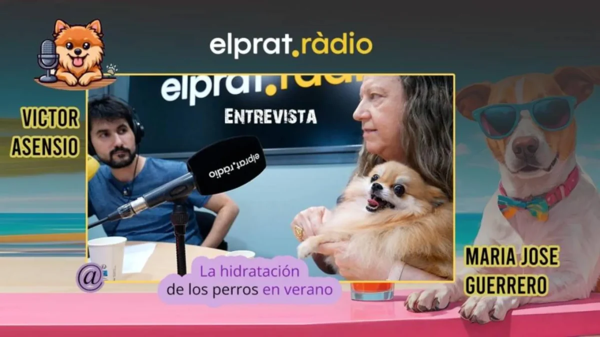 Patitas al Aire · cómo mantener hidratados a los perros en verano